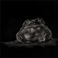 "Toad"-ally, Anne Palmer
